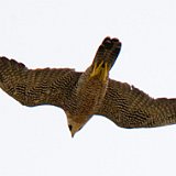 11SB6891 Peregrine Falcon